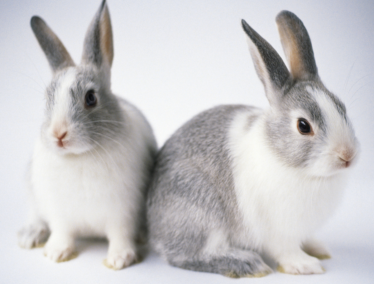 はらのまち動物病院 ウサギの栄養学やウサギによくみられる病気